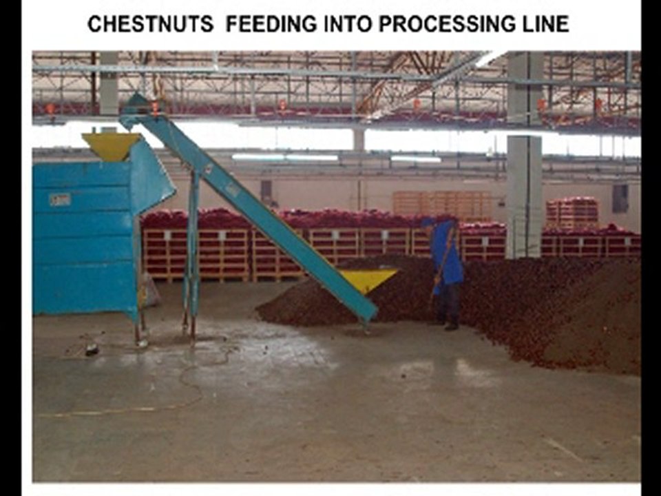 Turkish Chestnuts - SAMRIOGLU  Export