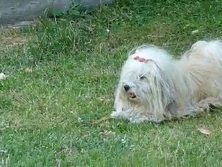 bubule cannelle de l'ilot sacré