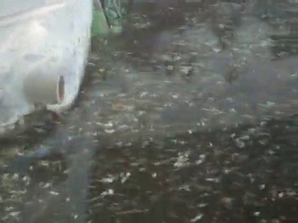 Bison 2