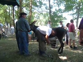 2010  Clément DUFAU maréchal-ferrant