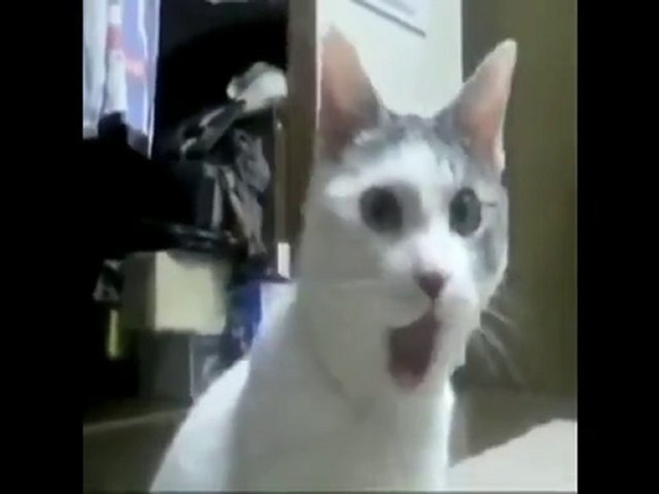 OMG Cat sees double rainbow