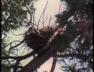 Smokey Bear- Till It's Gone