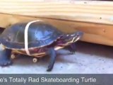 La tartaruga sullo skate