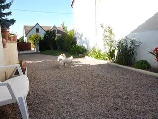 atila 4 ans et orphée 12 ans...