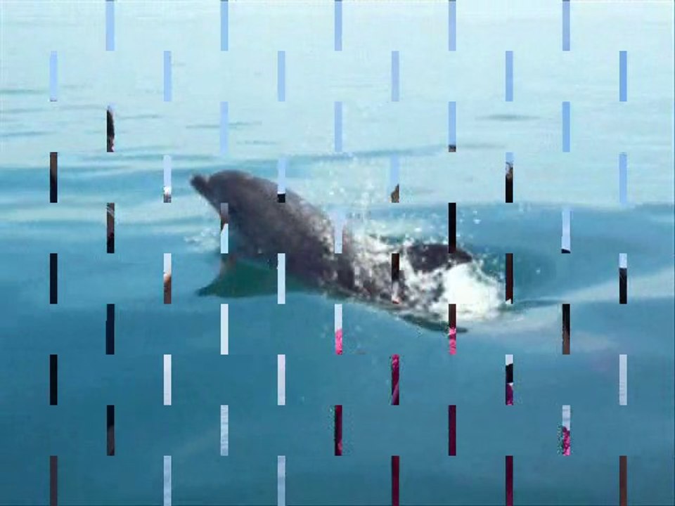 les dauphins du Cotentin