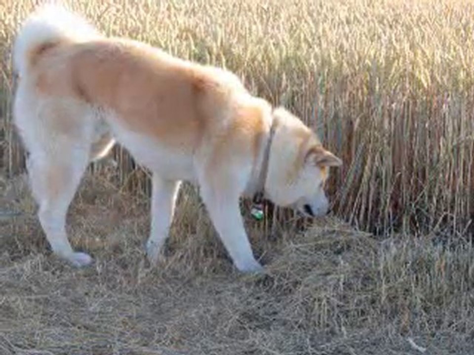 BALLADE CHAMPÊTRE  ETE 2010