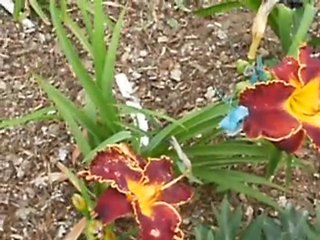 Daylily Dark obsession