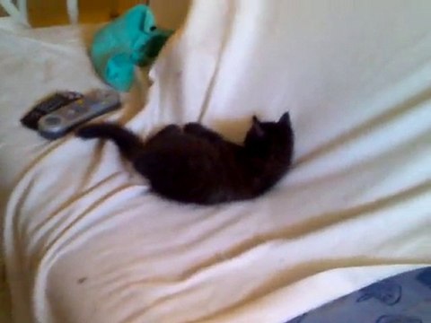 jeu entre chat ( blanc VS noir ) mardi 20 juillet 2010