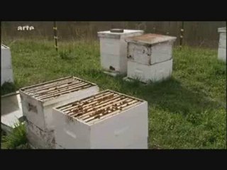 La disparition des abeilles
