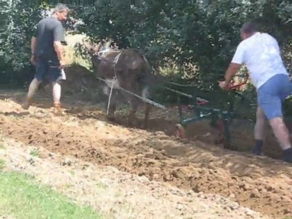 les labours avec Pacha