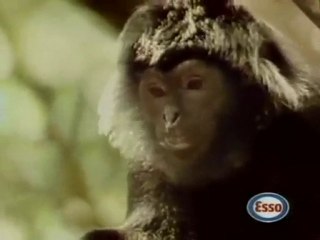 Publicité Esso avec Toumai, notre Tigre dressé