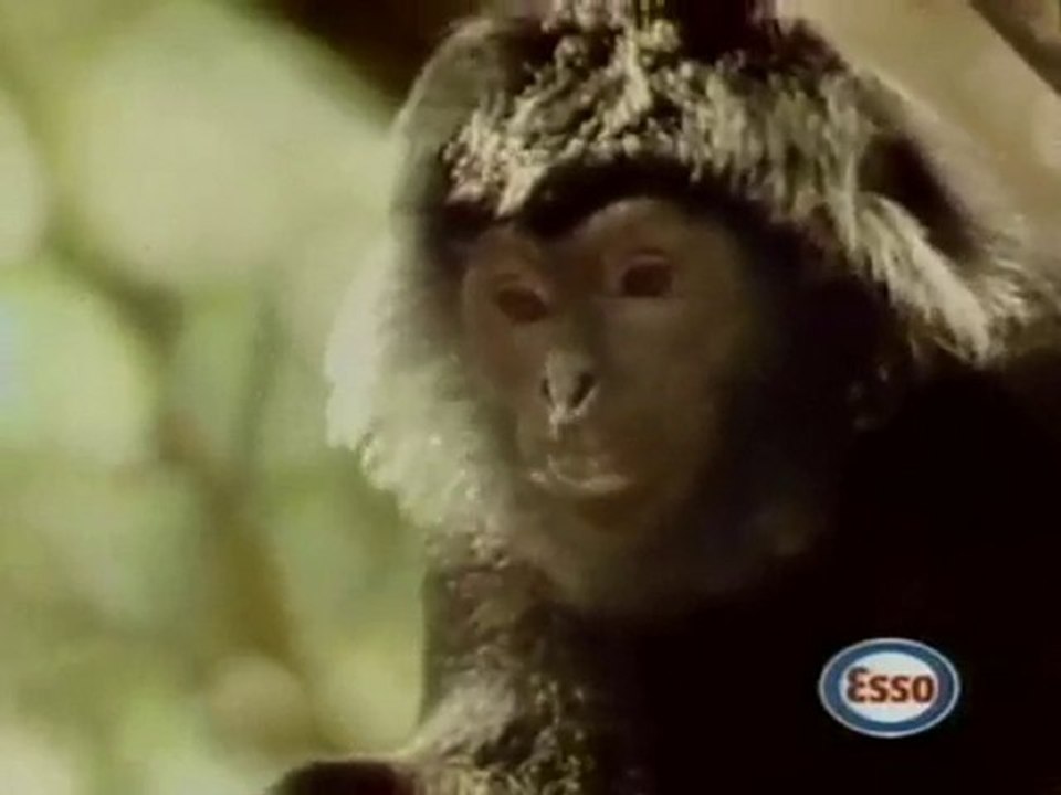 Publicité Esso avec Toumai, notre Tigre dressé