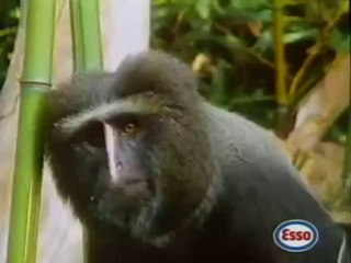 Publicité Esso avec Toumai, notre Tigre dressé