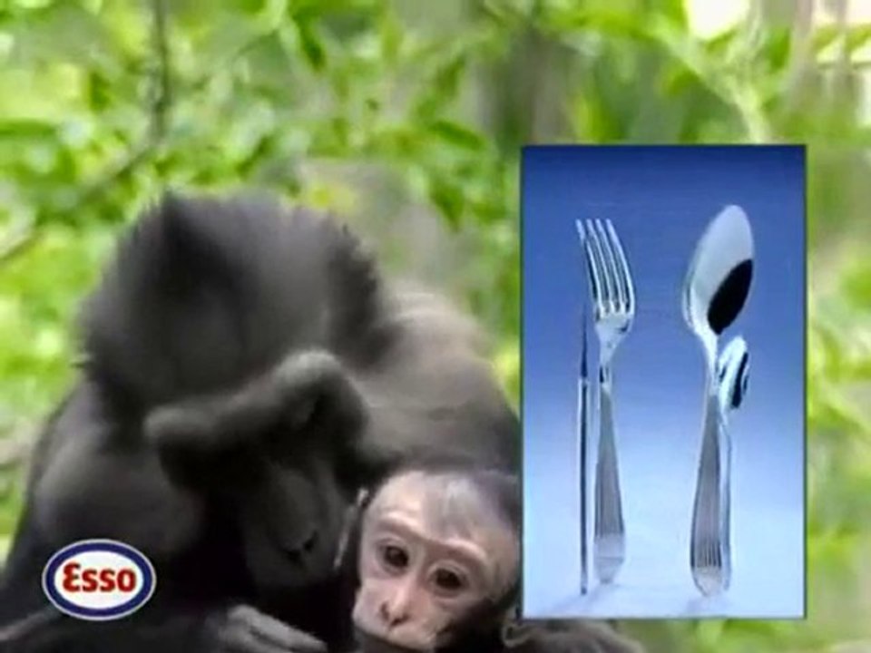 Publicité Esso avec Toumai, notre Tigre dressé