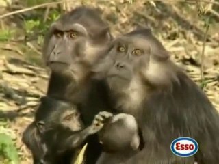 Publicité Esso avec Toumai, notre Tigre dressé