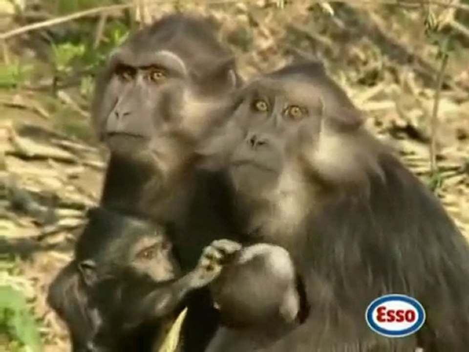 Publicité Esso avec Toumai, notre Tigre dressé