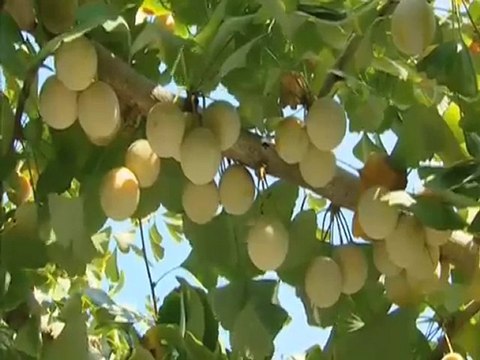 Médecine: Le Ginkgo Biloba p2