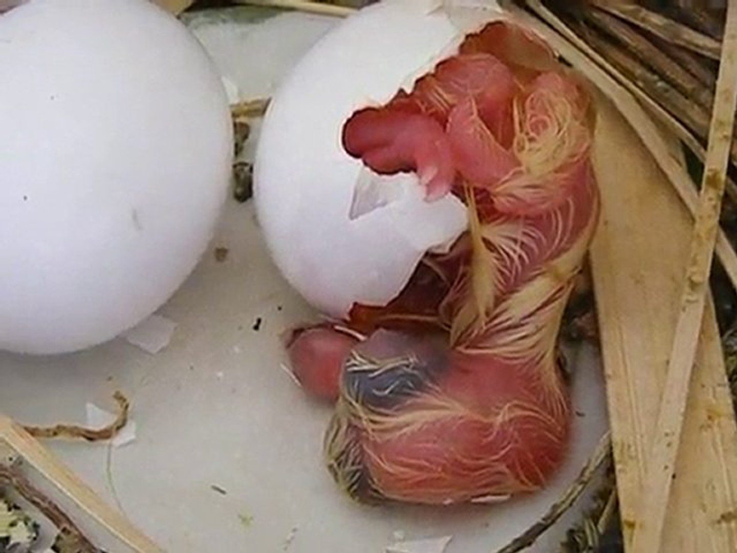 Tres Belle Video Eclosion D Un œuf De Pigeon Video Dailymotion