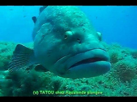 Aqualonde Plongée Le mérou avec TATOU