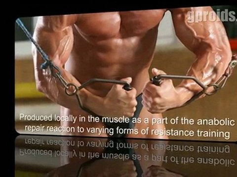 Mechano Growth Factor (MGF) - Steroid Profiles