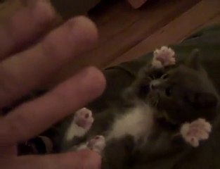 Ψηλά τα χέρια γατάκι!