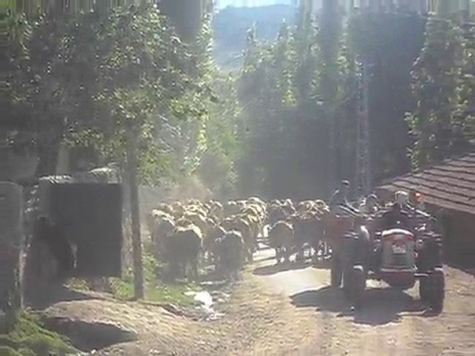 SIĞIR