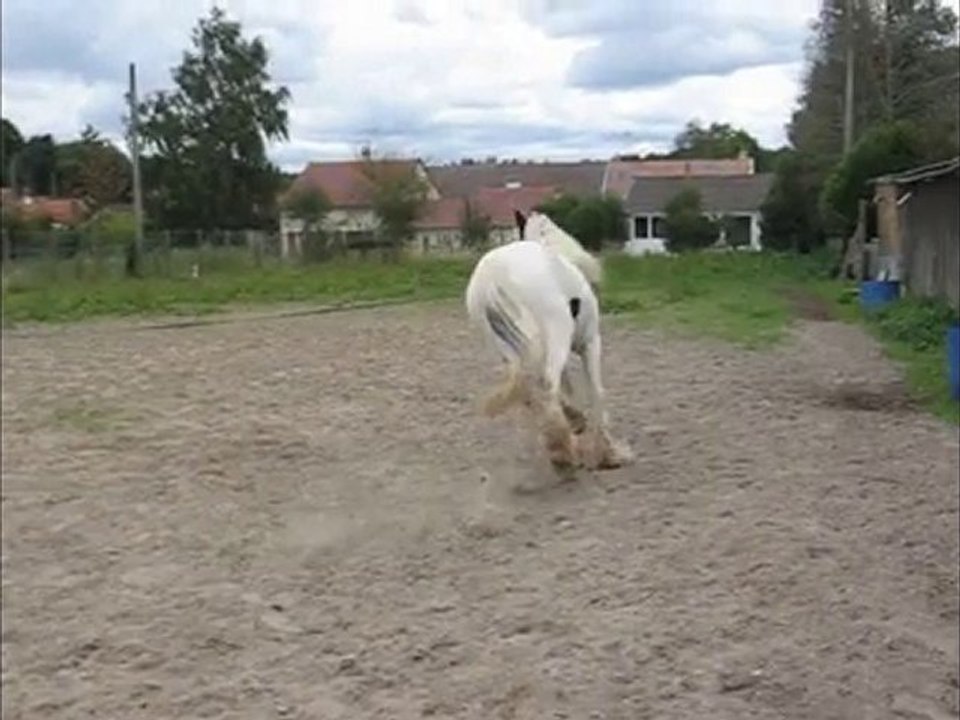Premiergalop en longe