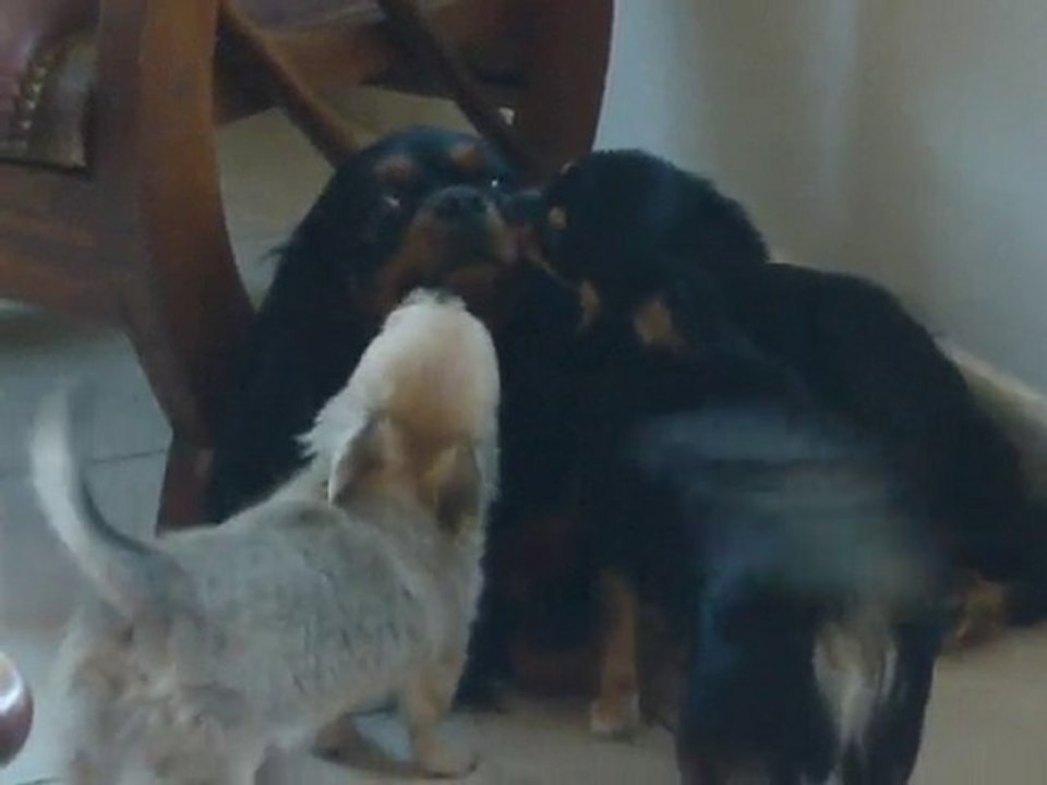 bahia se faisant bisouter bis