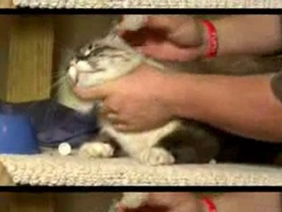 Ear Mites Treatment From Wondercide