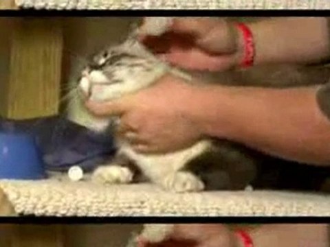 Ear Mites Treatment From Wondercide