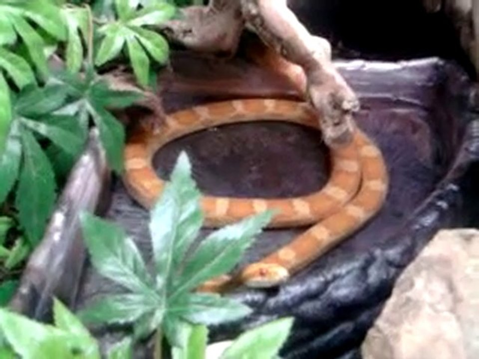 elaphe candycane au bain