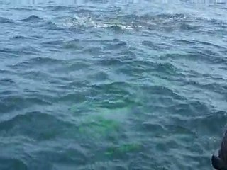 Baleines à bosse, Saint-Laurent 20-07-10