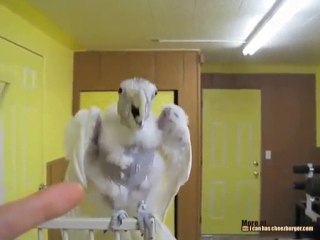 Cockatoo Sings "Ophelia"