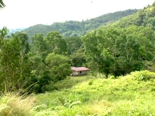 Chorogo, últimos bosques de Barú