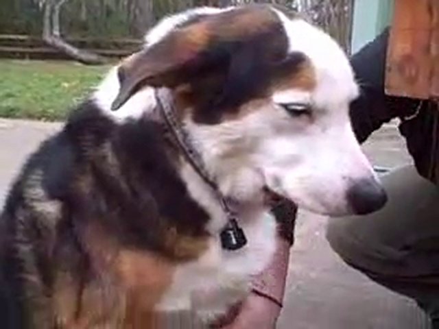 Flea Control For Dogs Wondercide