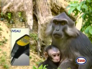 Publicité Esso avec Toumai, notre Tigre dressé