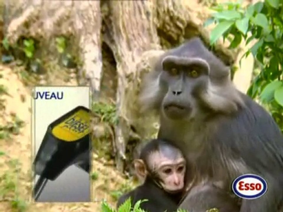 Publicité Esso avec Toumai, notre Tigre dressé