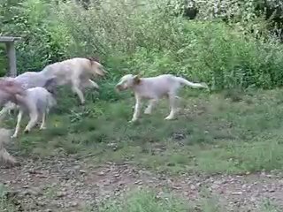 ILOE VE AKRON YAVRULARI SON