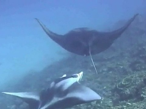 2.- DANCING WITH MANTA RAYS - BAILANDO CON MANTAS