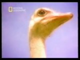 Conducta sexual del avestruz