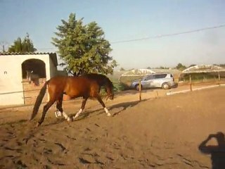 Temperado des Seppes Lusitanien