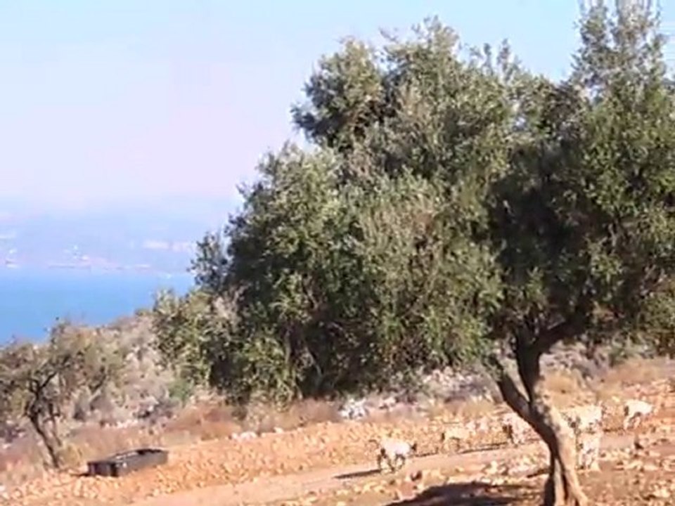 Troupeau de moutons, en CRETE