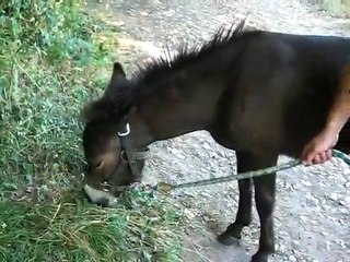 uvalou suite balade 18juillet10 partie 2/2