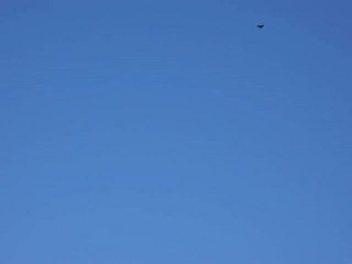Vol d'un oiseau de proie en CRETE