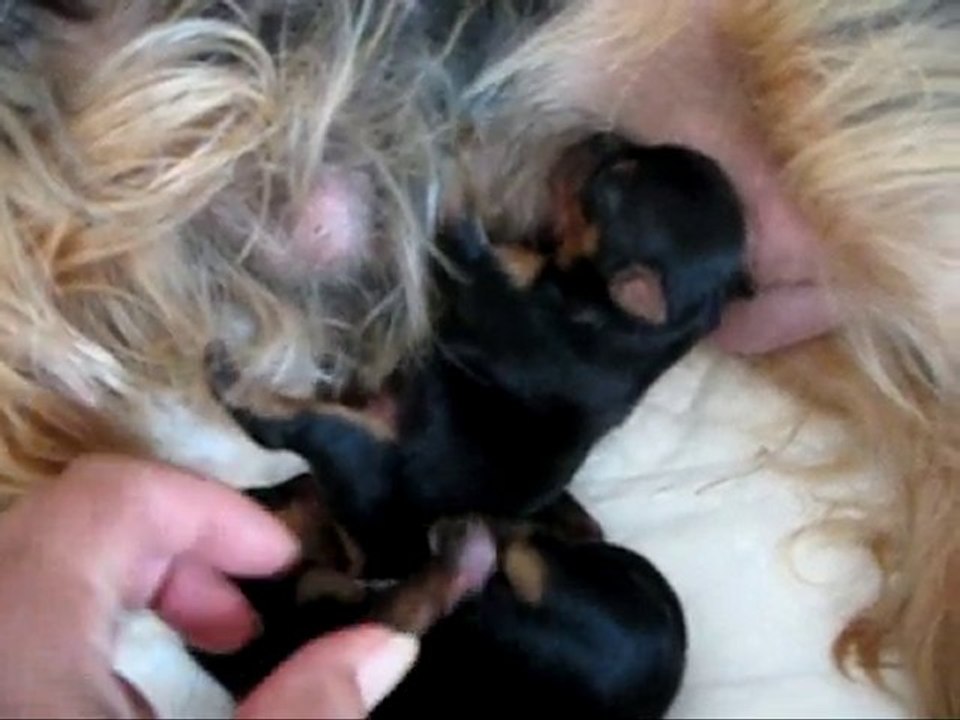 Finnian et Faolan ( Yorkshire 3 Jours)