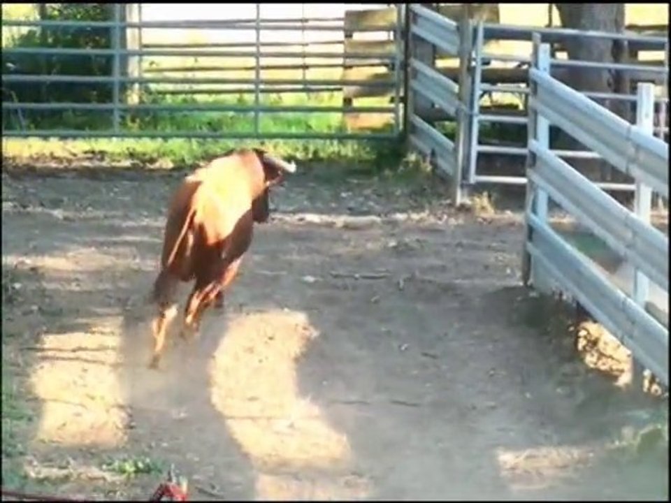 Débarquement des toros de la féria de Beaucaire