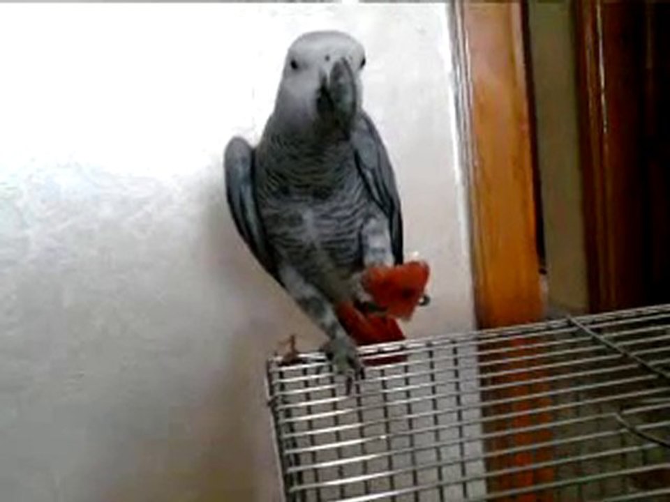 Video0016