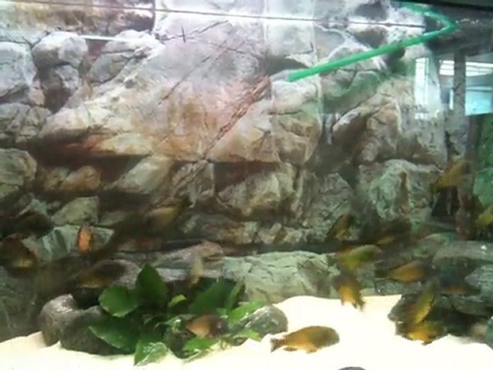 Tropheus İlangi Yellow