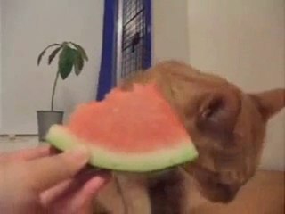 Un chat qui adore la pastèque