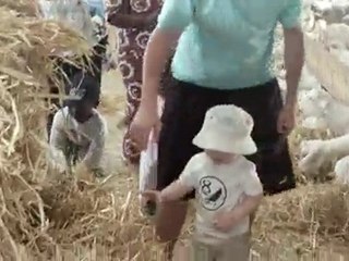 Maxime nourrit les chèvres